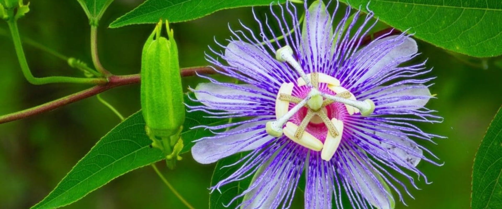 Native Plants for Central Florida Woodlands: A Guide for Gardeners