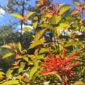 Rooted in Florida: A Beginner’s Guide to Central Florida Native Plants