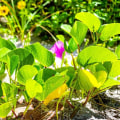 Exploring the Most Common Native Plants in Central Florida
