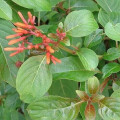 Native Plants for Wind-Tolerant Landscaping in Central Florida