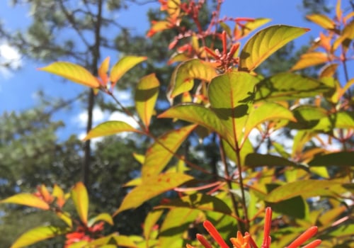 Rooted in Florida: A Beginner’s Guide to Central Florida Native Plants
