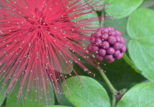Where to Buy Native Plants in Central Florida