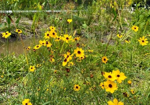 Grants for Planting and Caring for Native Plants in Central Florida
