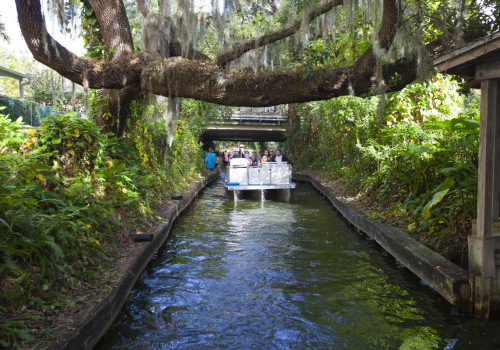 Exploring Native Plants and Community Events in Central Florida