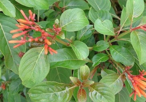 Native Plants for Wind-Tolerant Landscaping in Central Florida